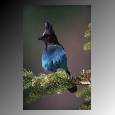 bird2.jpg (2546 bytes)