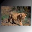 lioncub.jpg (3390 bytes)