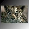 tiger.jpg (4095 bytes)
