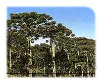 Arauc�ria