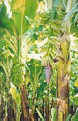 Banana flower in the plantations