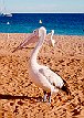 pelican at Monkey Mia