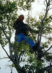 Tom up in a tree