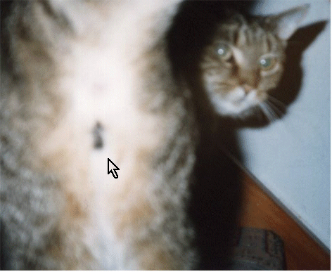 Mooth like a cat's airse...