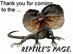 Reptile, Bolso, Bolso Reptile !