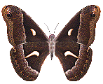 butterfly.gif (60513 bytes)