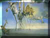 dali.jpg (69207 bytes)