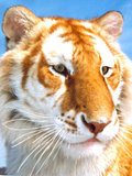golden-tiger