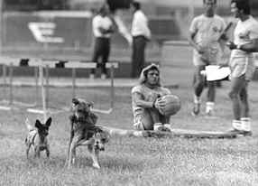 dogs.JPG (47176 bytes)