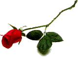A Rose for Me Knight
