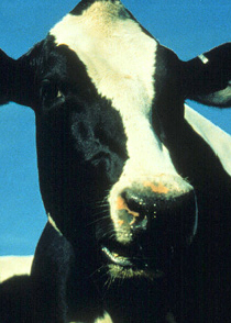 Bessy Bovine