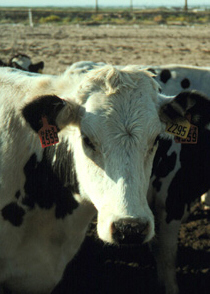 Betty Bovine
