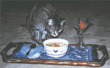 photo of Tabby cat eating chicken soup