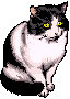 black and white cat