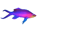 Swimming fish