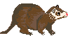 Possum