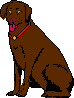 chocolate labrador dog