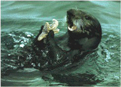 Sea Otter