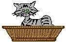cat in a basket