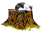 cat asleep on treestump