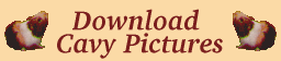 Download Cavy Pictures
