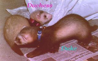 Duke & Duchess