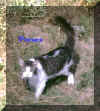 fresca1