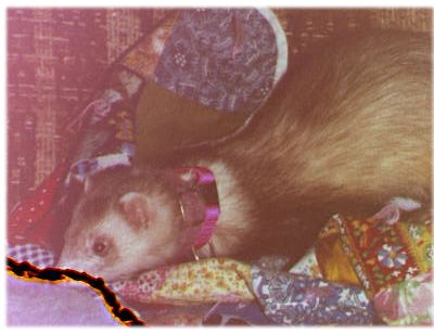 Sugar
