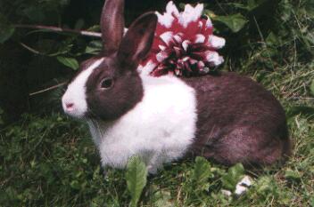 Rabbit Pic
