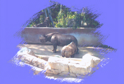 picture of rhino