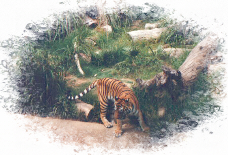 picture of tiger