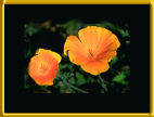 Blank