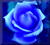 Blue Rose