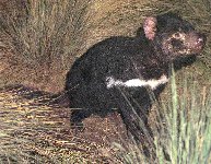 Tazmanian Devil Photo