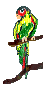 Parrot