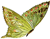 On Butterfly Wings