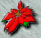 pointbearbul.jpg (5600 bytes)