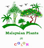 Malaysian Plants in Color