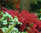 White Rhododendroms