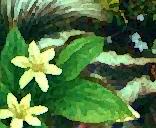 Queen cup flower