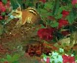 Townsend Chipmunk