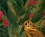 Pygmy Owl