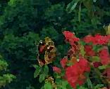 Red Admiral Butterfly