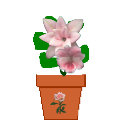 flwr_anne.gif (10347 bytes)