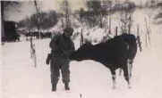 Albert feeding cow