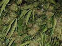 una Ensalada de Cannabis dispuesta para el manicurado