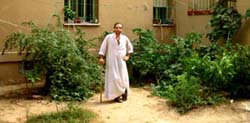 Autocultivo de Marihuana, Cosecha Urbana en Cultivo de Esterior