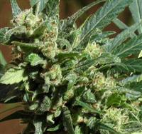 Detalle de un Cogollo de Marihuana Sativa