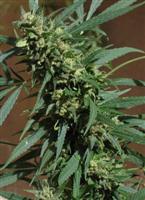 Marihuana Sativa en mi Cosecha de Cannabis