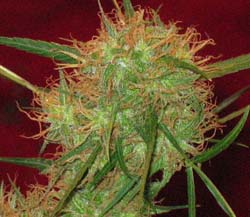 Cogollo de marijuana, Fotos cosechas de exterior y de interior, autocultivo indoor, cultivos, cosecha urbana